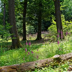 Impressionen im Sommerwald