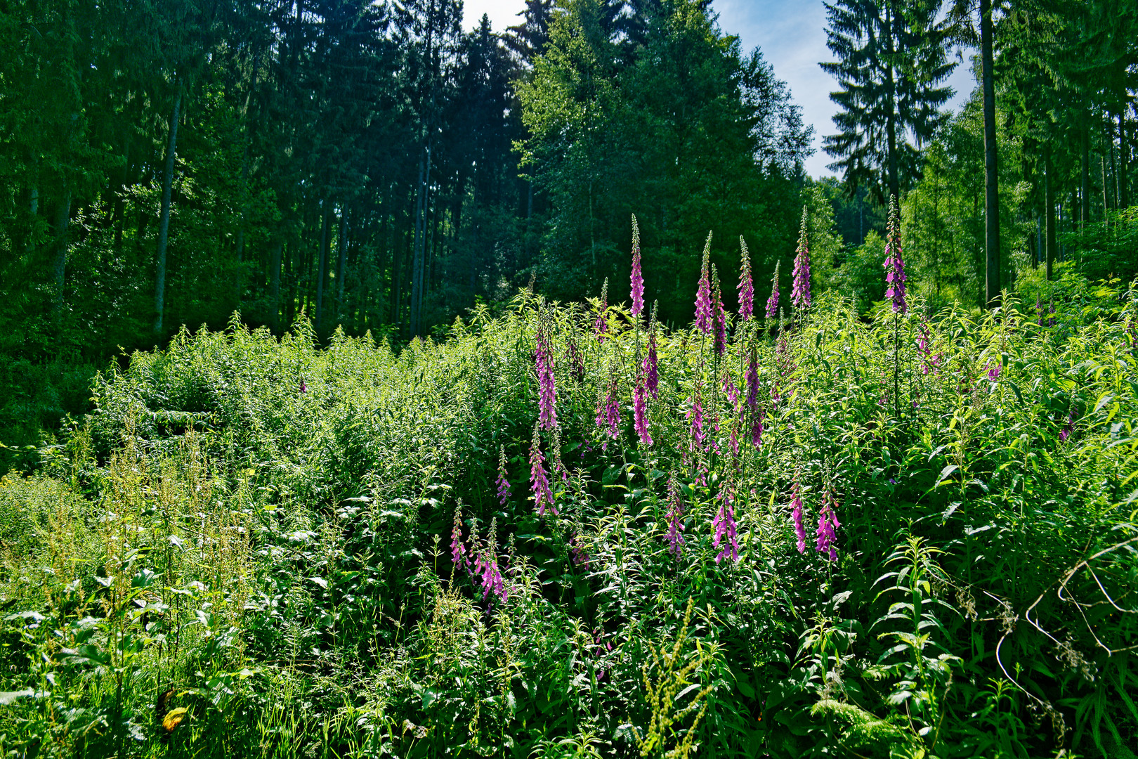 Impressionen im Sommerwald