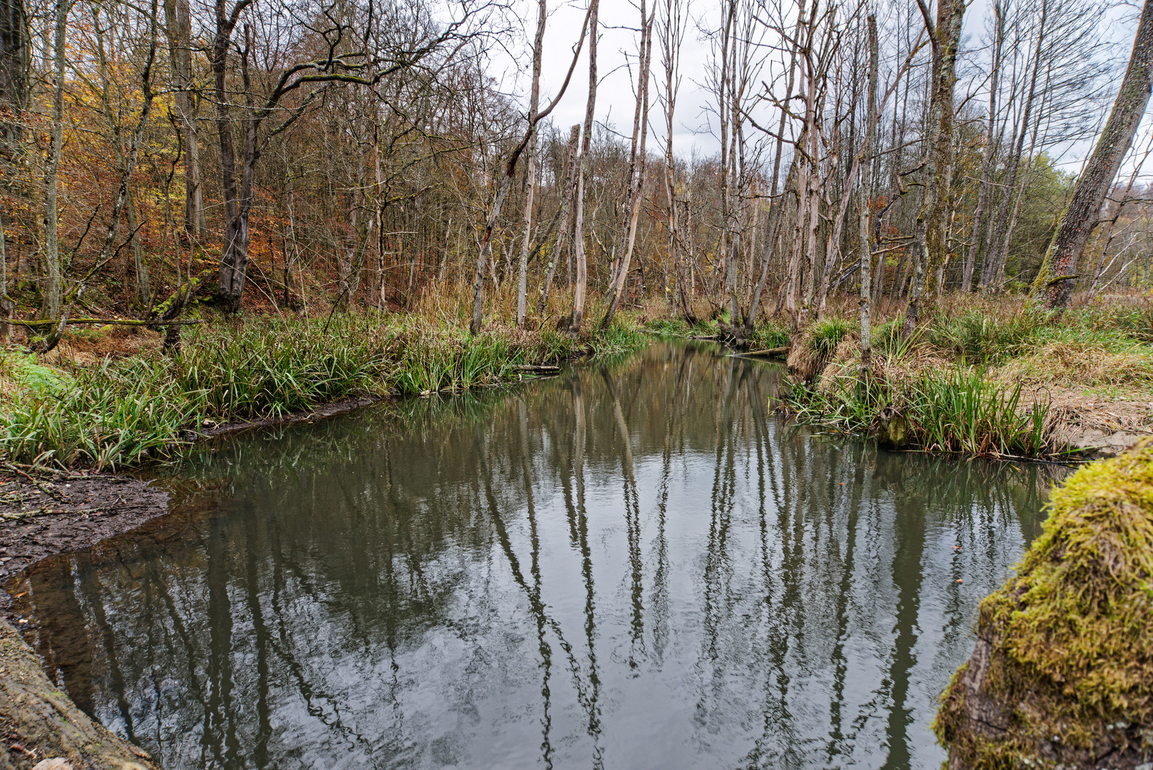 Impressionen im Sumpf