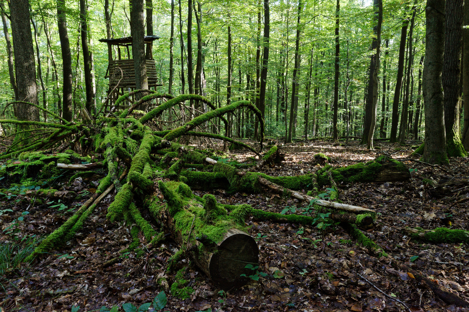 Impressionen im Wald