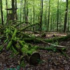 Impressionen im Wald