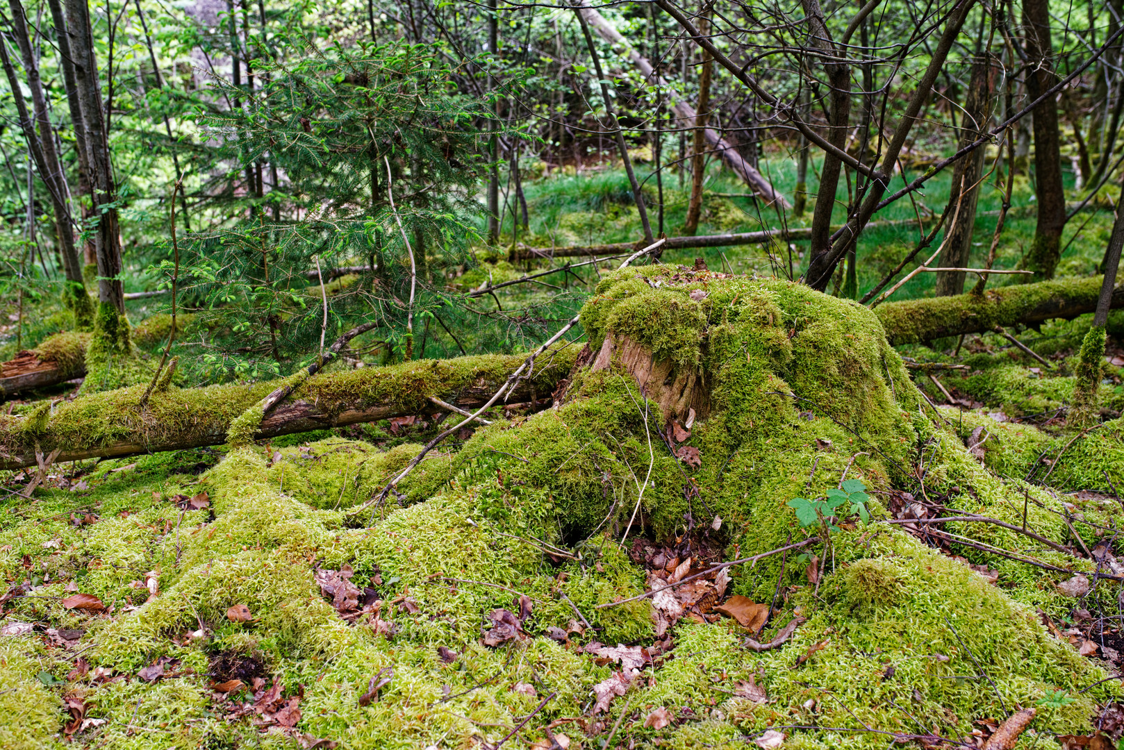 Impressionen im Wald