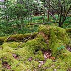 Impressionen im Wald