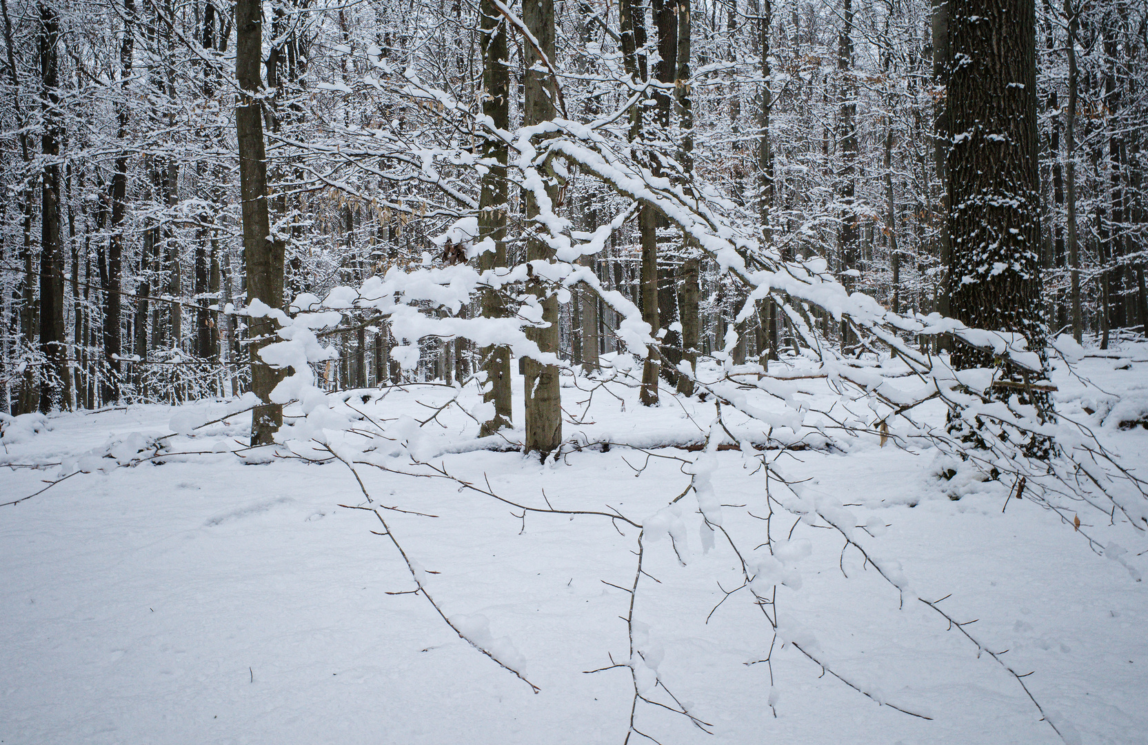 Impressionen im Winterwald