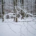 Impressionen im Winterwald