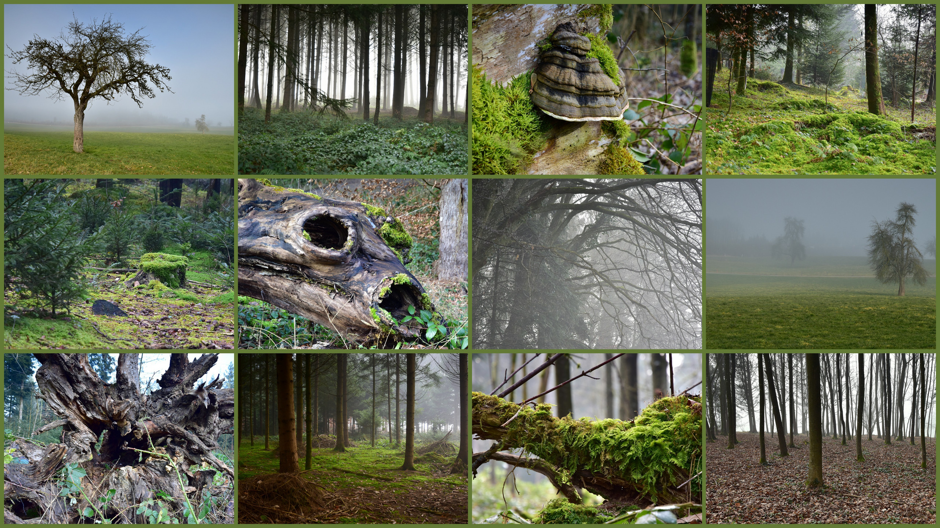 Impressionen im Winterwald