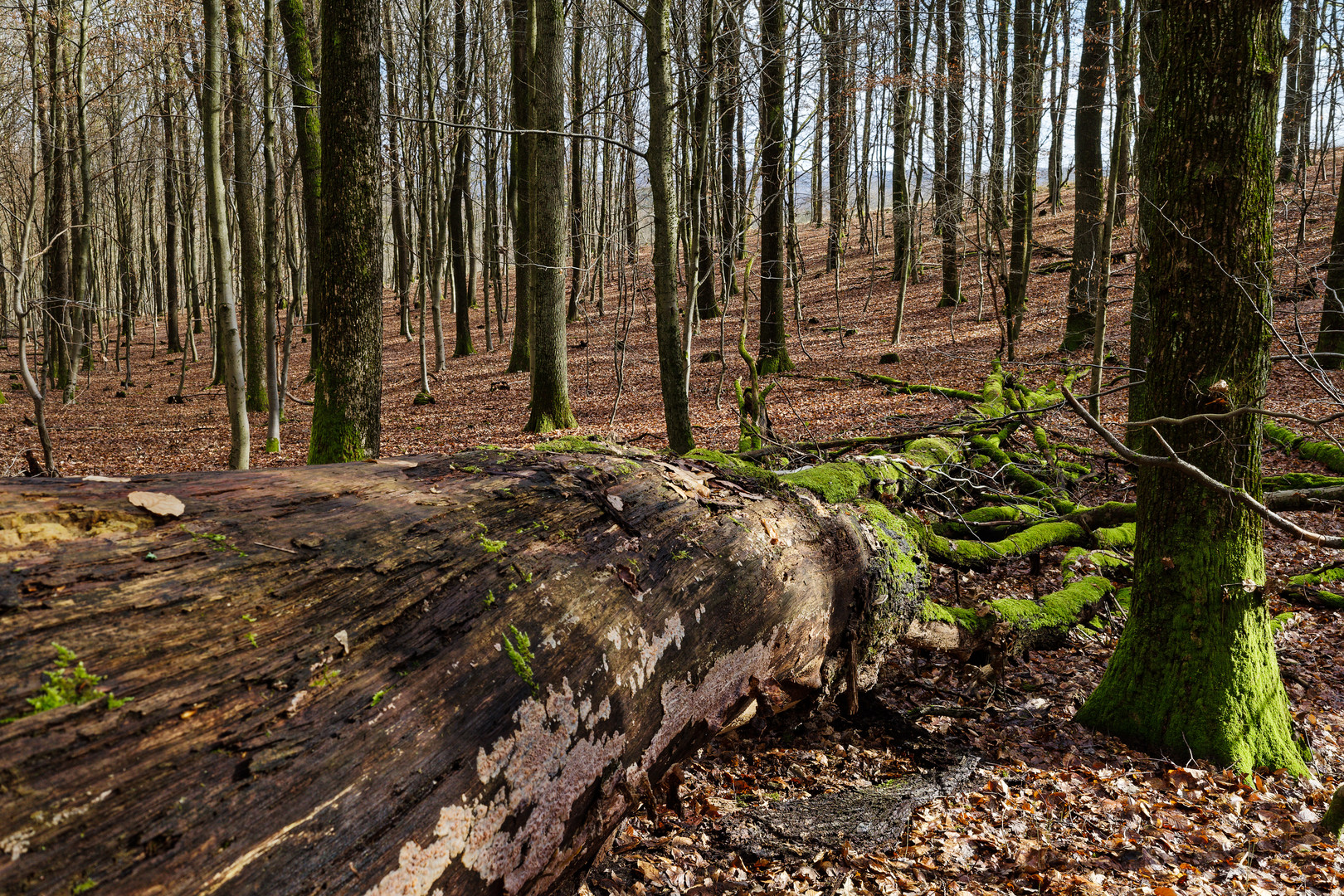 Impressionen im Winterwald