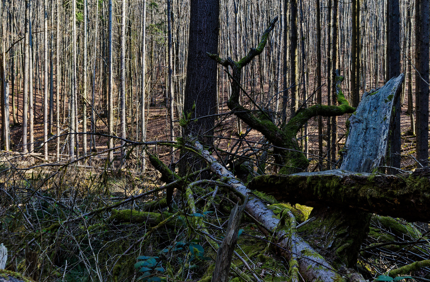 Impressionen in einer Naturwaldzelle (4)