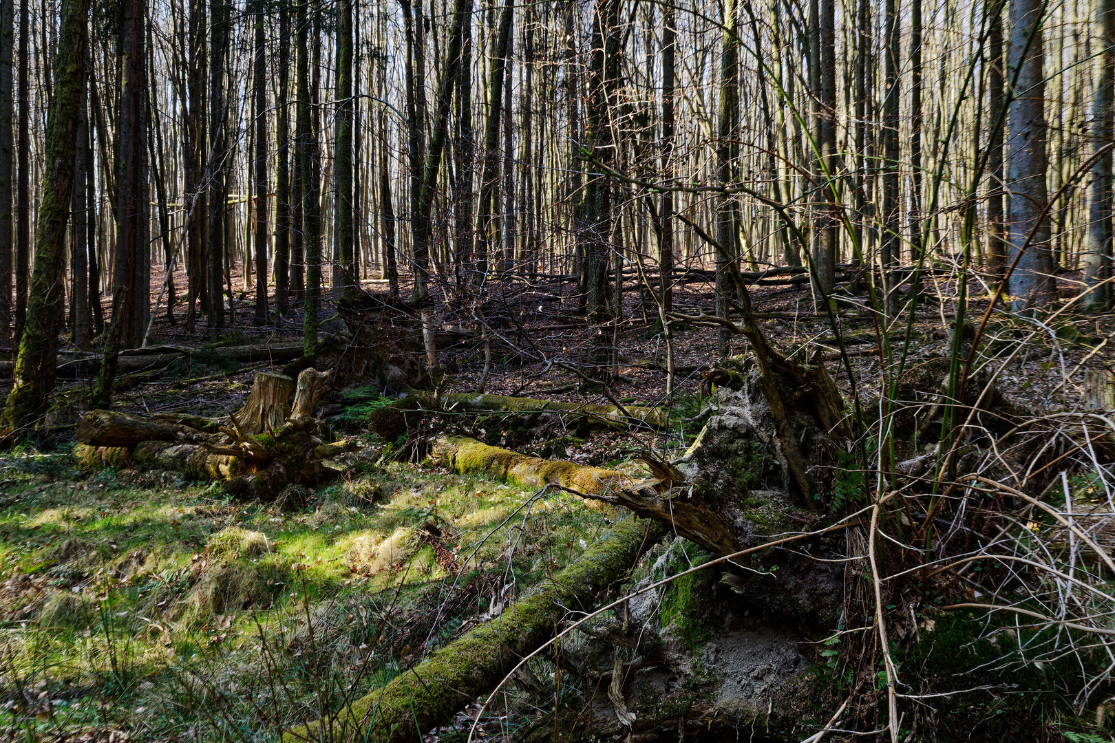 Impressionen in einer Naturwaldzelle (4) 