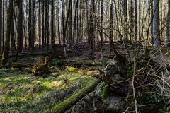 Impressionen in einer Naturwaldzelle (4) 