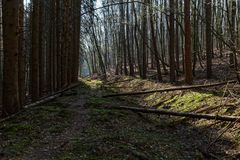 Impressionen in einer Naturwaldzelle (5)