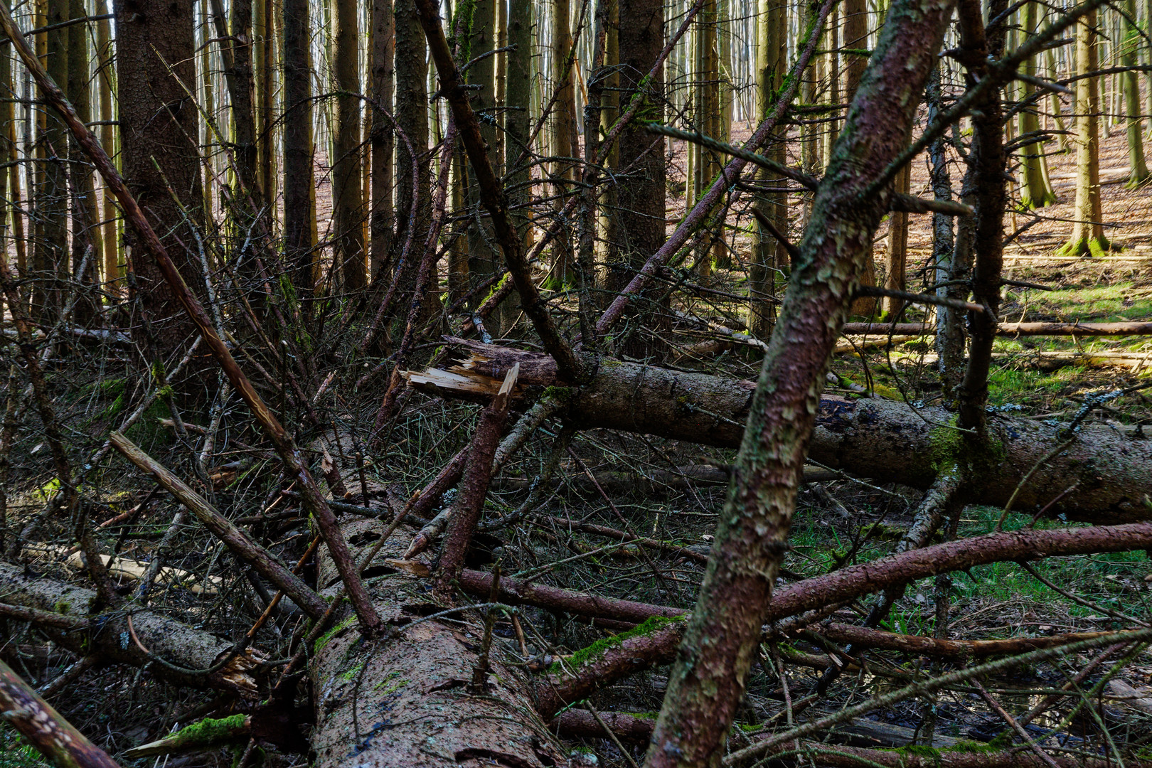 Impressionen in einer Naturwaldzelle