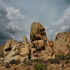 Impressionen Joshua Tree Nationalpark I