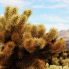 Impressionen Joshua Tree Nationalpark III