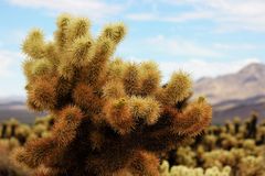 Impressionen Joshua Tree Nationalpark III