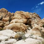 Impressionen Joshua Tree Nationalpark IV