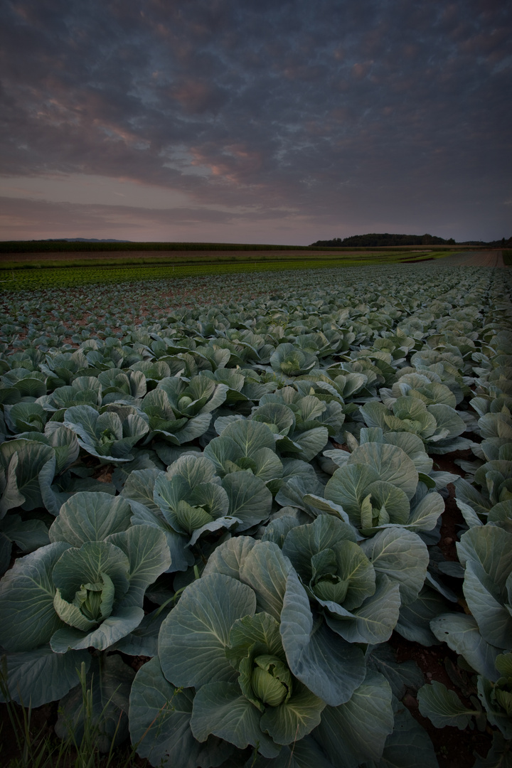 Impressionen Landwirtschaft I