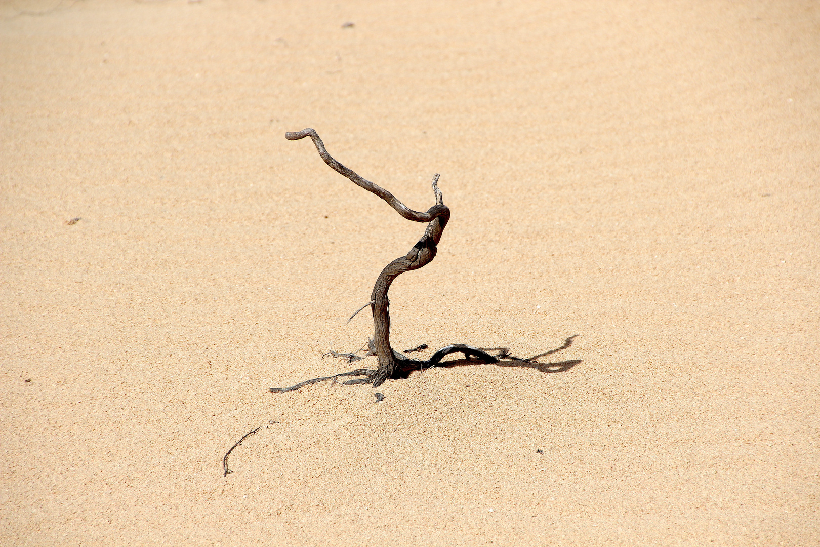 Impressionen - Las Dunas de Corralejo ... ´13 / 6702.b16