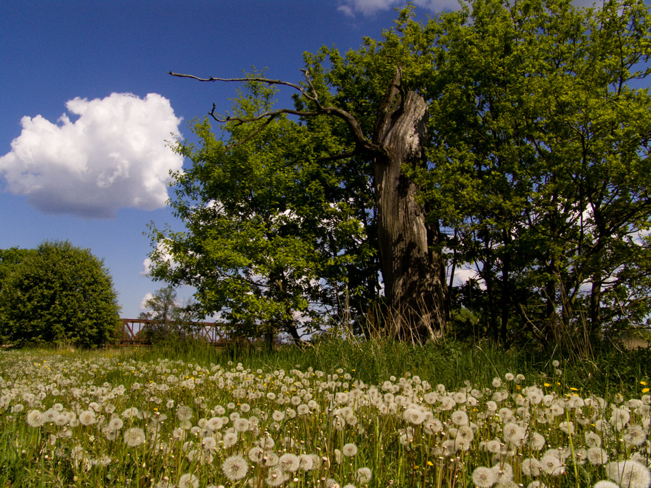 Impressionen Oder-Neiße-Radweg  #2