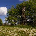 Impressionen Oder-Neiße-Radweg  #2