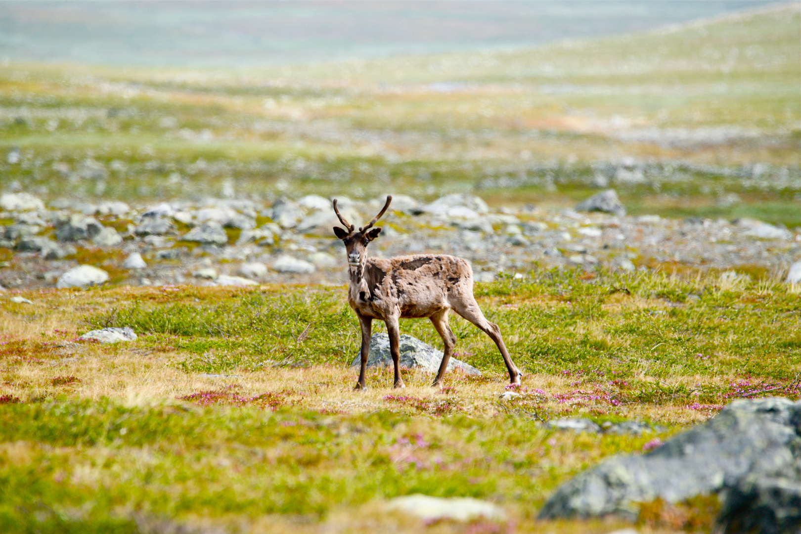 Impressionen Sarek V