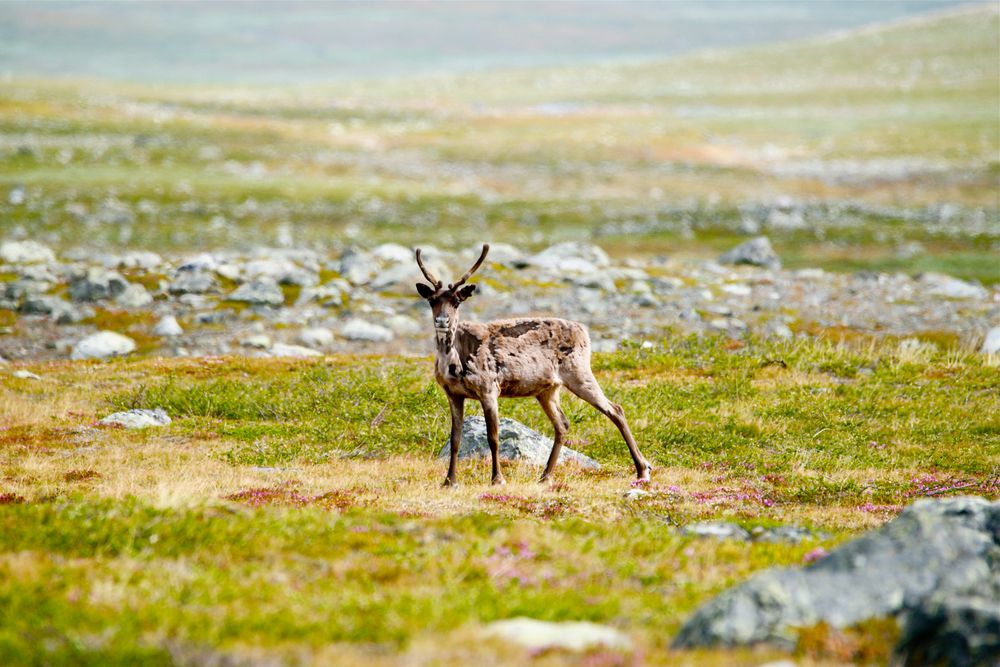 Impressionen Sarek V