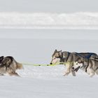 Impressionen Schlittenhunderennen Studen (CH) #1