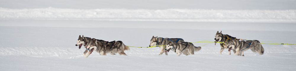 Impressionen Schlittenhunderennen Studen (CH) #1