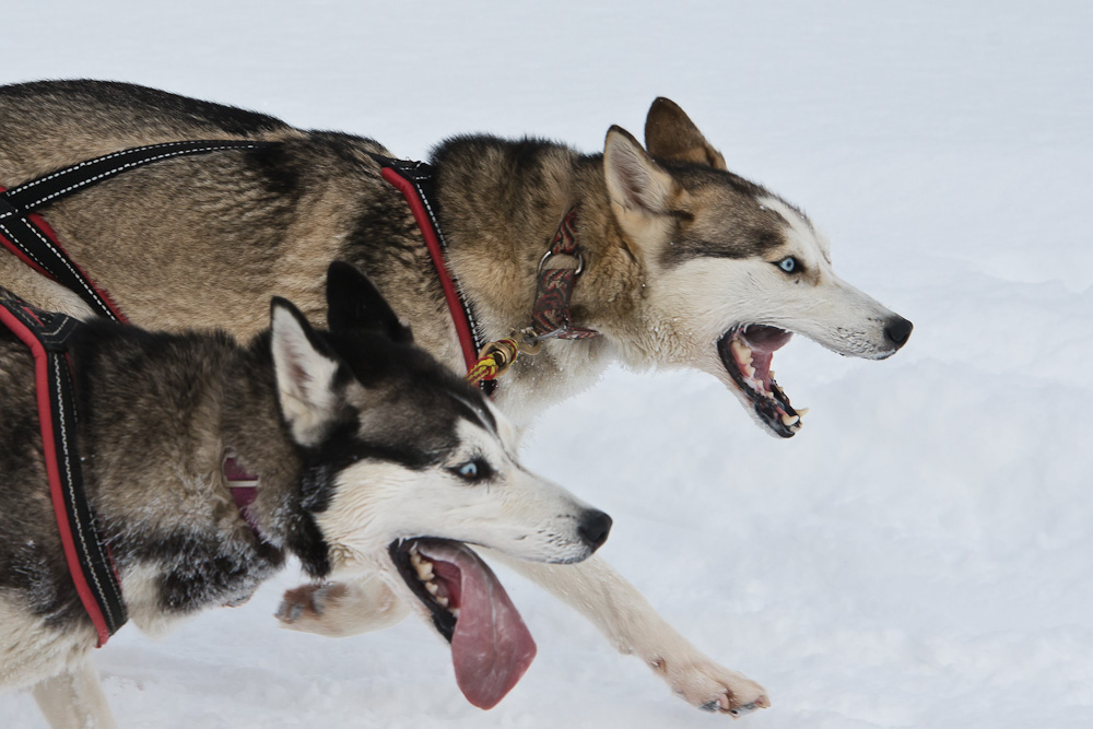 Impressionen Schlittenhunderennen Studen (CH) #3