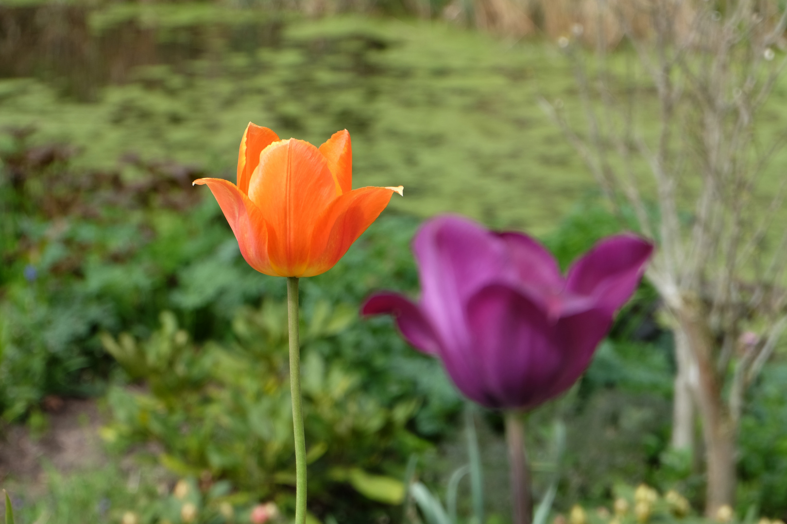 Impressionen Schloss Ippenburg2