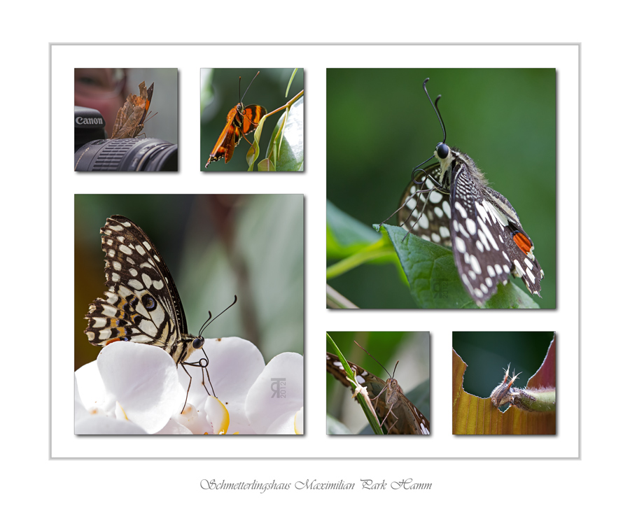 Impressionen Schmetterlingshaus Maximilian Park Hamm