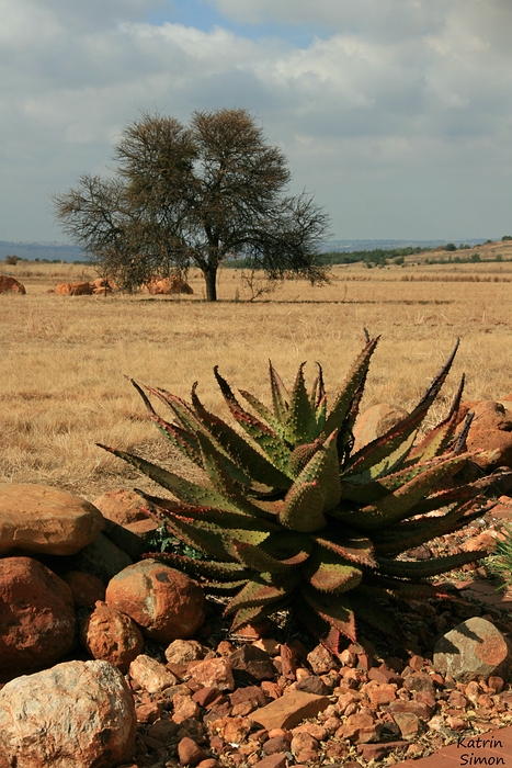 Impressionen Südafrika_02