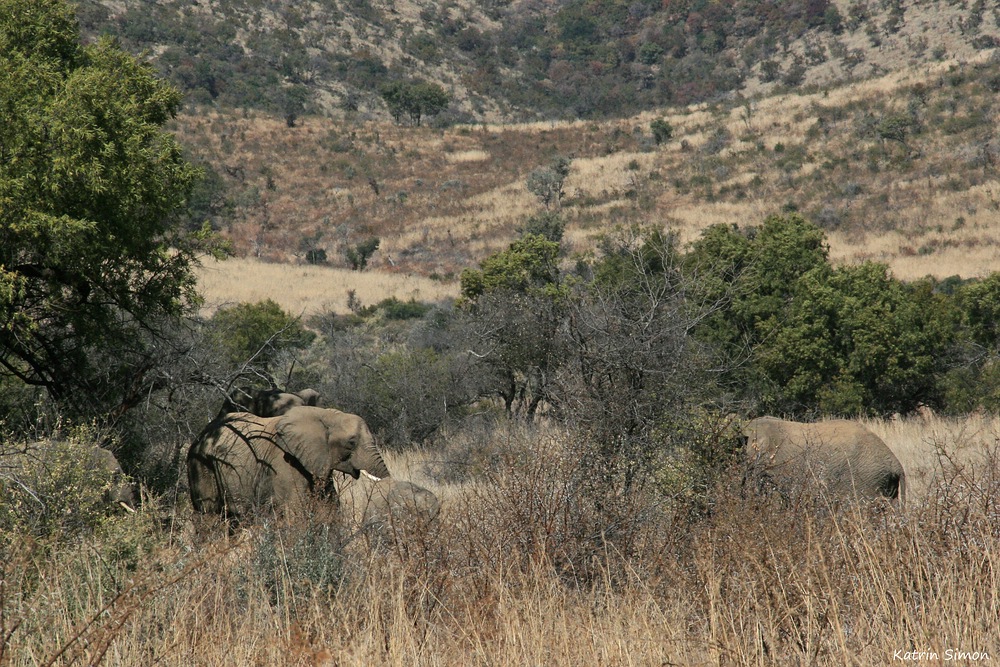 Impressionen Südafrika_04