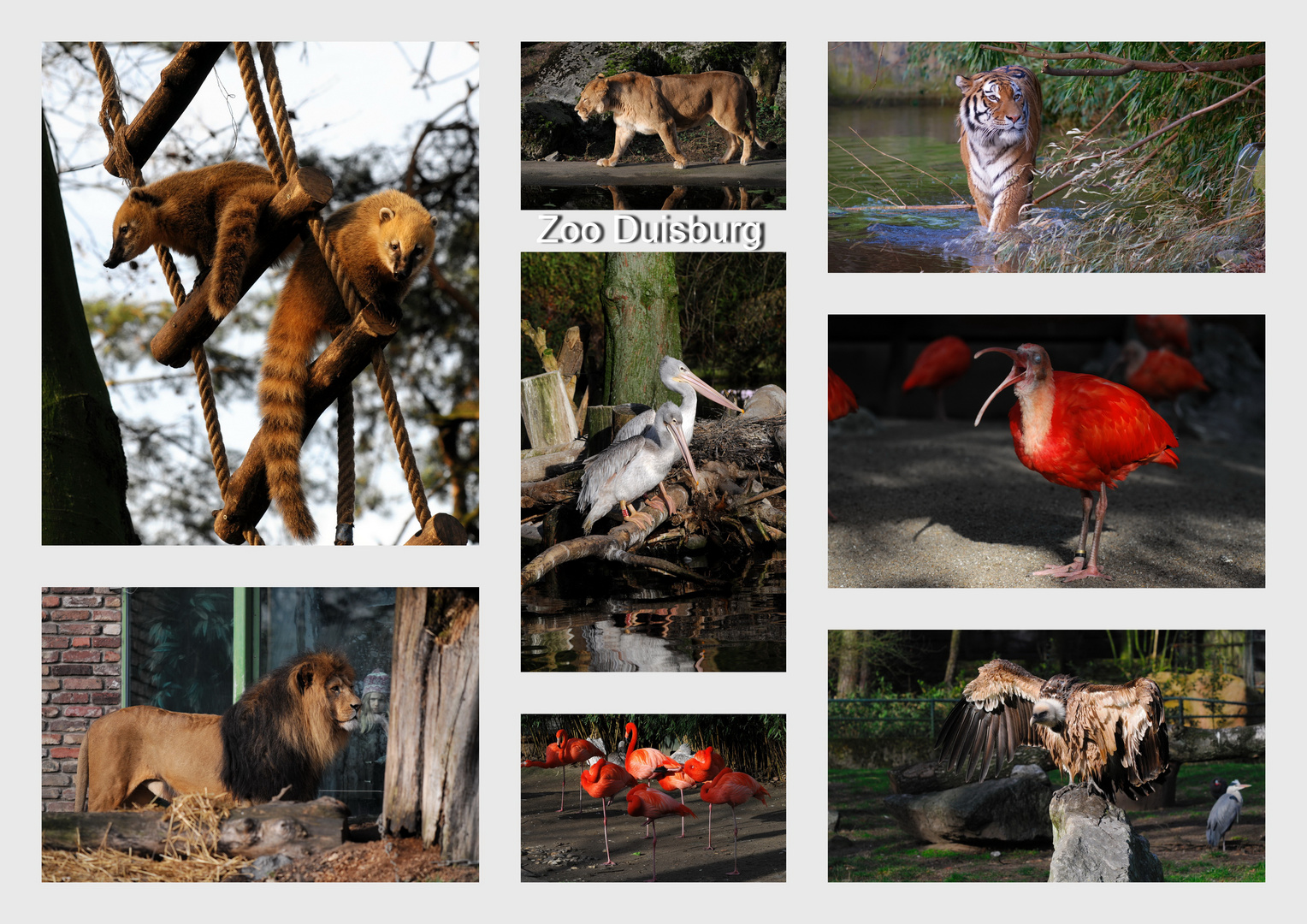 Impressionen vom Duisburger Zoo