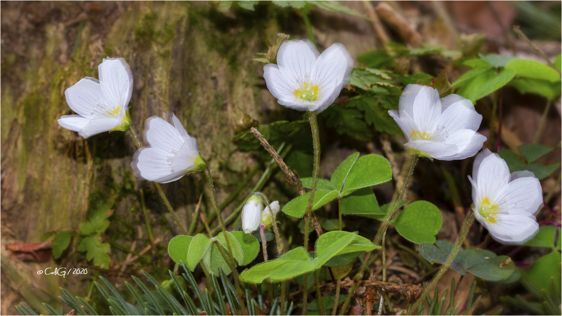 Impressionen vom Frühjahr-2