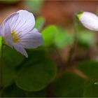 Impressionen vom Frühling-1