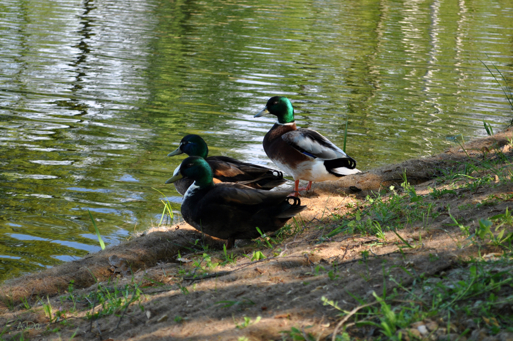  Impressionen vom Grünfelder Park (7)