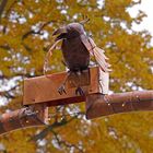 Impressionen vom Herbstmarkt im Park von Wasserschloss Hülshoff ...