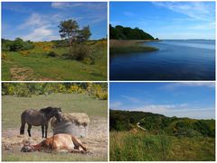 Impressionen vom Nationalpark auf Hiddensee