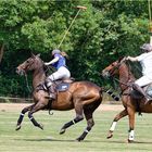 Impressionen vom Polo