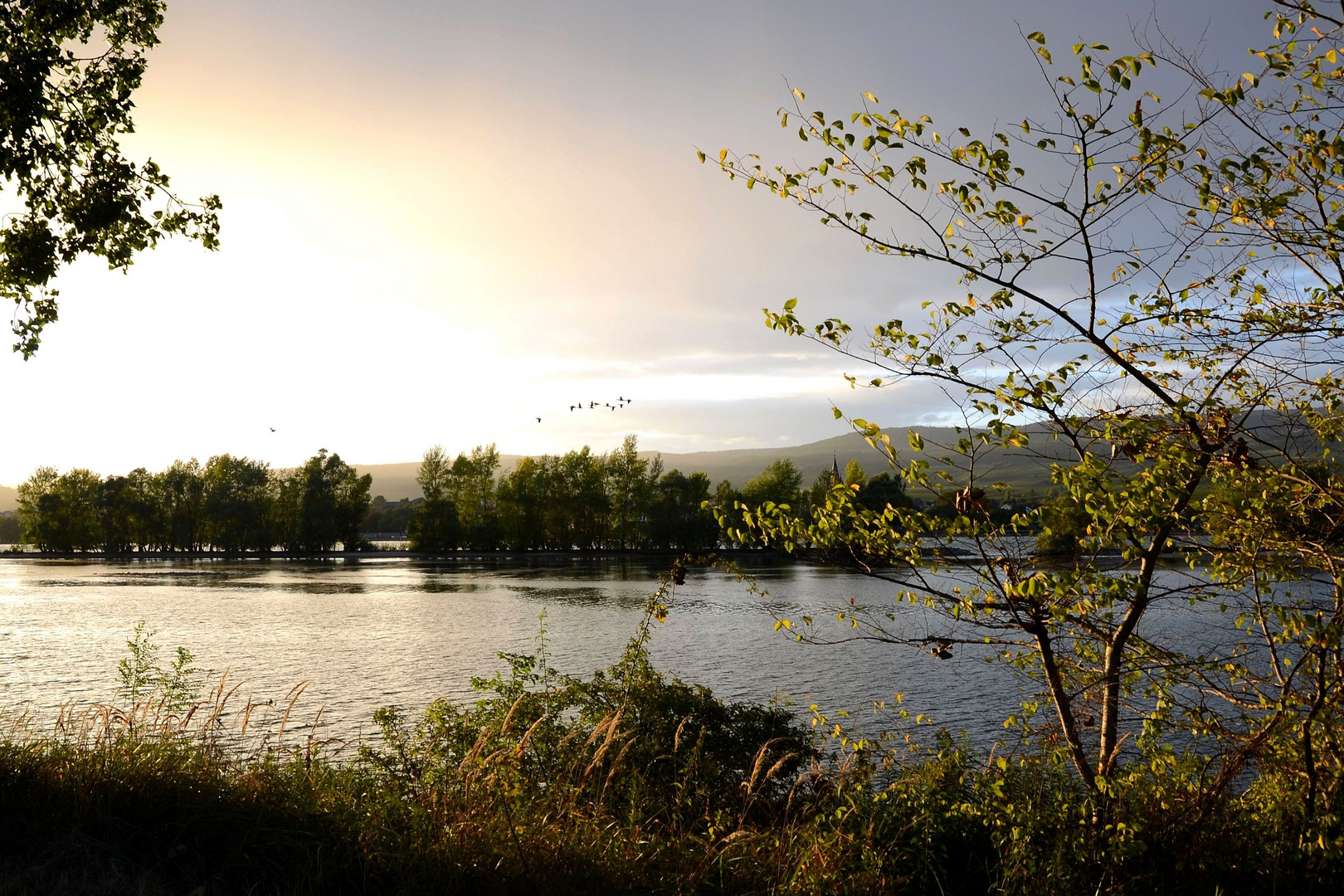 Impressionen vom Rhein (2)