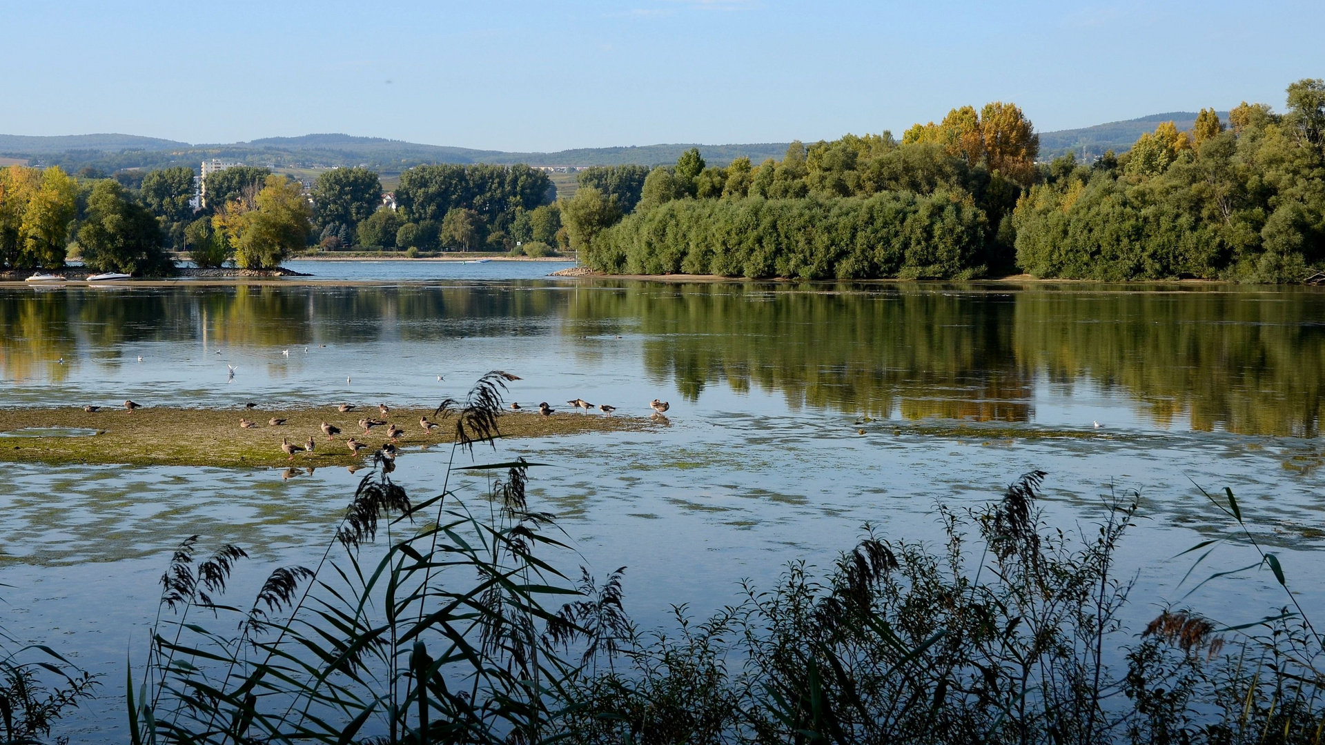 Impressionen vom Rhein (3)