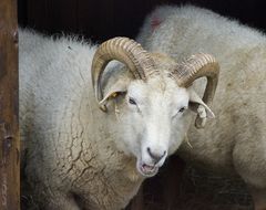 Impressionen vom Rüdesheimer Weihnachtsmarkt (4)