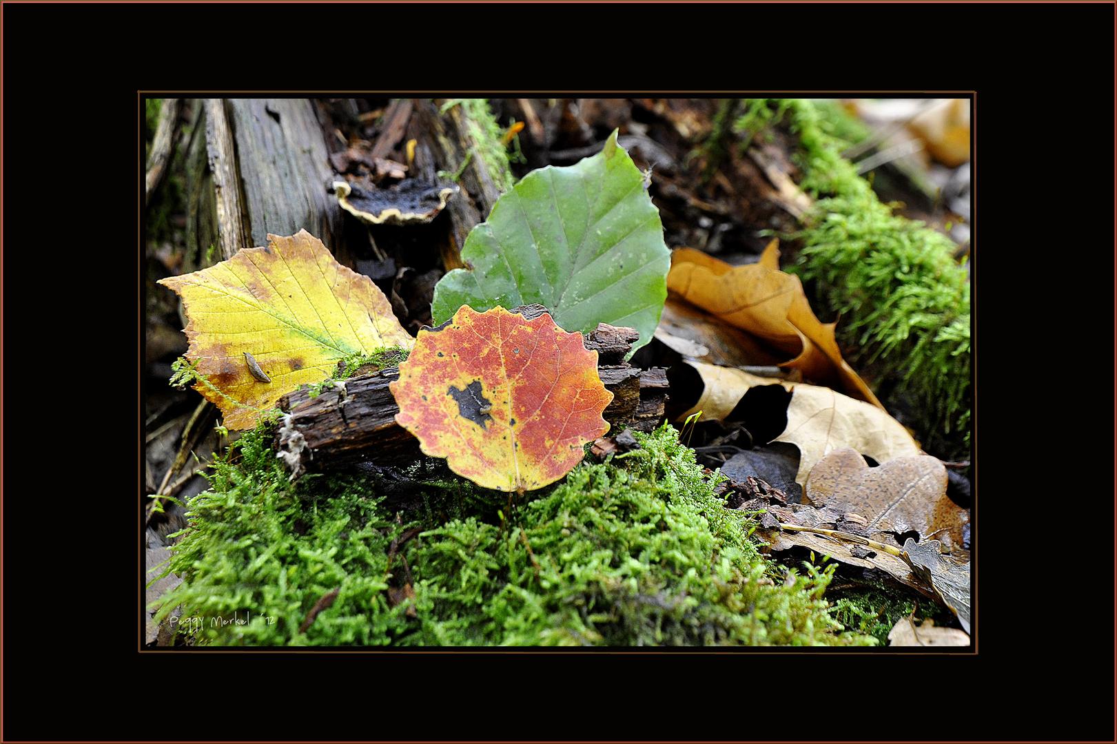 Impressionen vom Waldspaziergang 2012.1