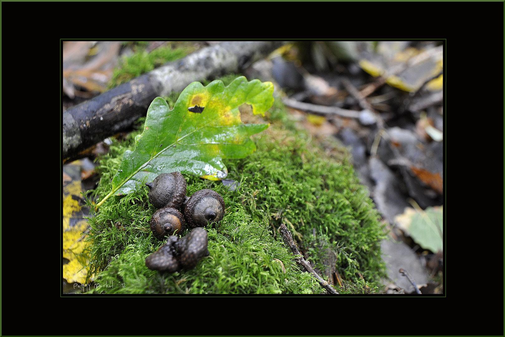 Impressionen vom Waldspaziergang 2012.3