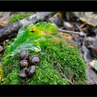 Impressionen vom Waldspaziergang 2012.3