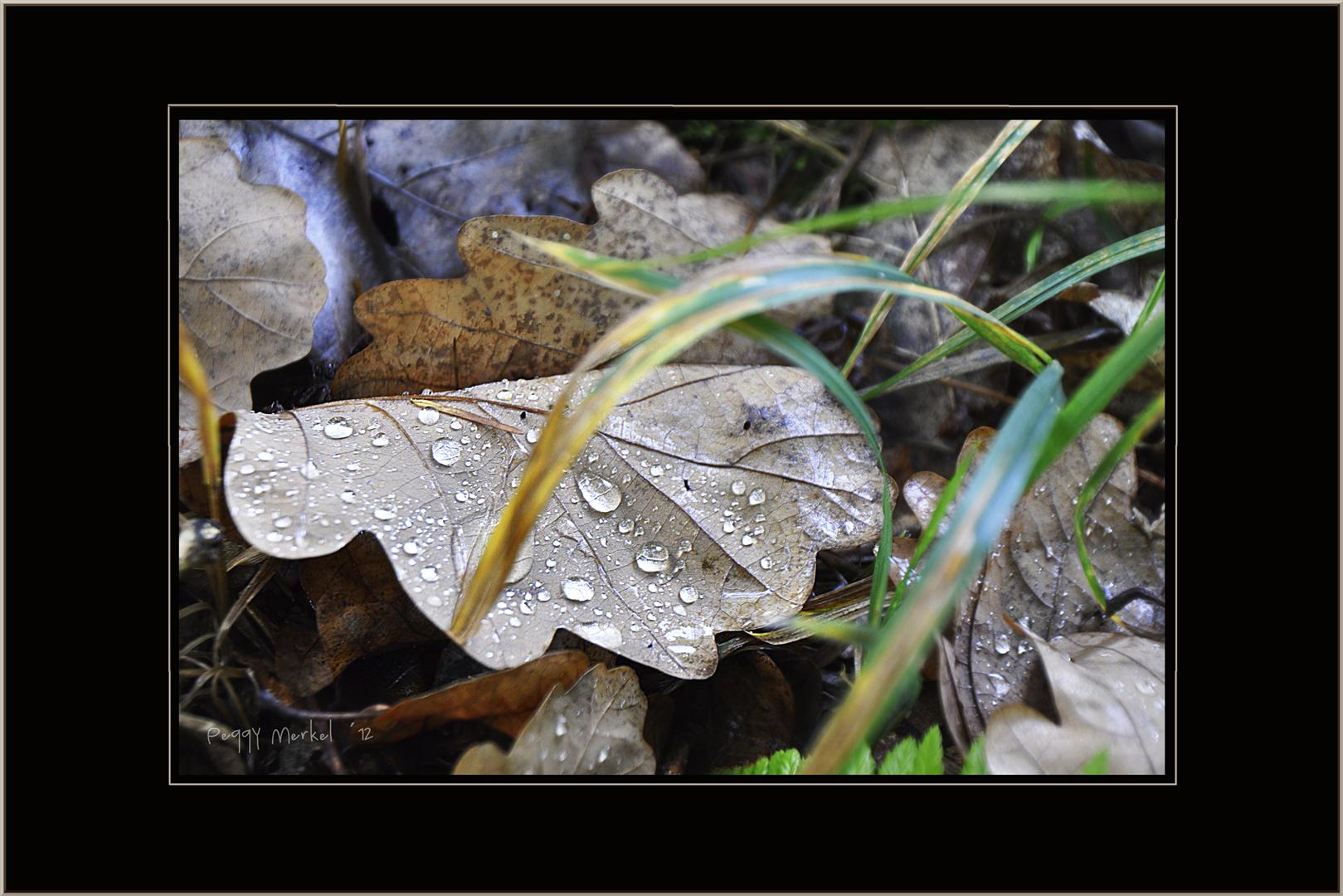 Impressionen vom Waldspaziergang 2012.4