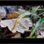 Impressionen vom Waldspaziergang 2012.4