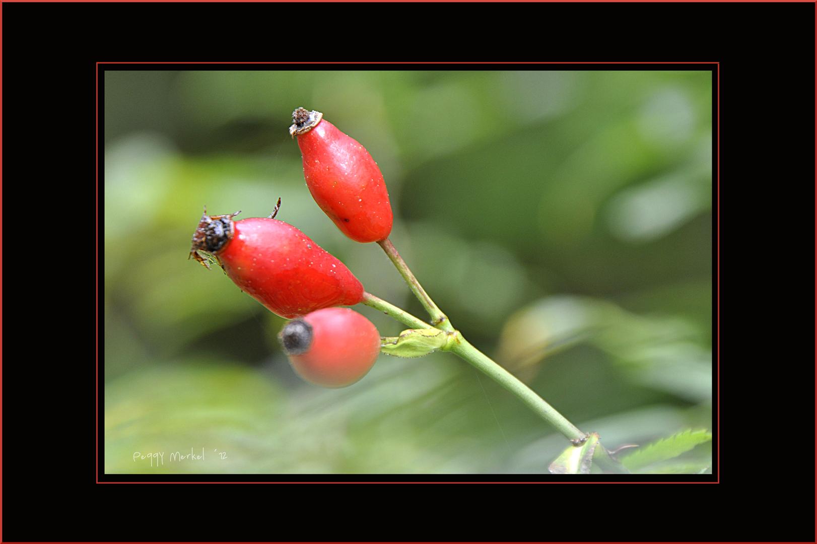 Impressionen vom Waldspaziergang 2012.5