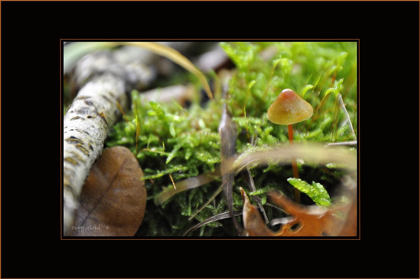 Impressionen vom Waldspaziergang 2012.6